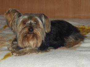 Fotos Lucky.jpg